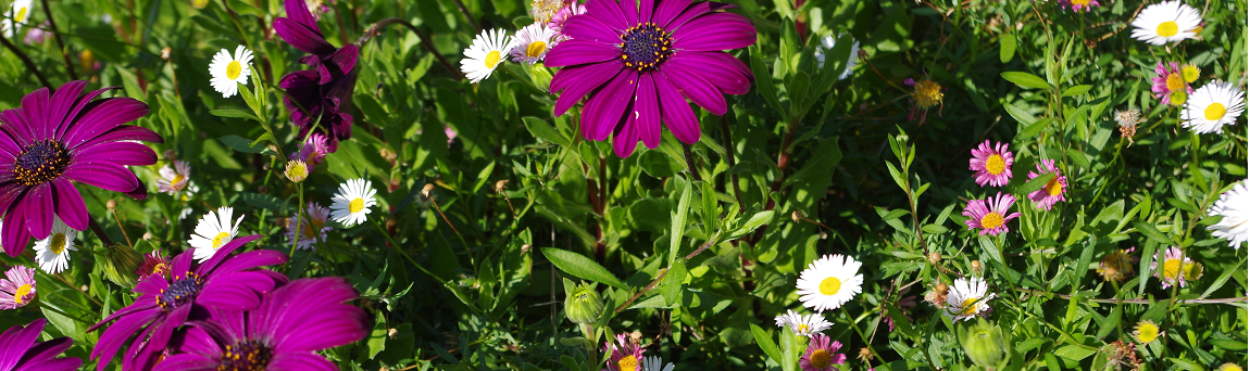 Fleur